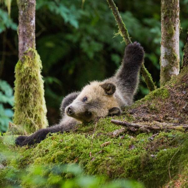 CLUSTER Wildlife Experience1x1