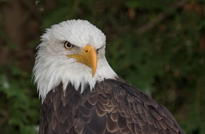 Bald,Eagle,Portrait