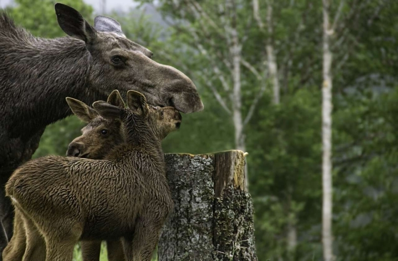 canada-experience-Avventura-con-le-Alci-featured