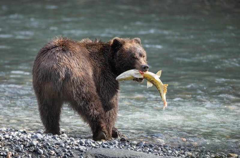 canada-experience-Klahoose-grizzly-con-salmone-credit-Chase-Teron-featured