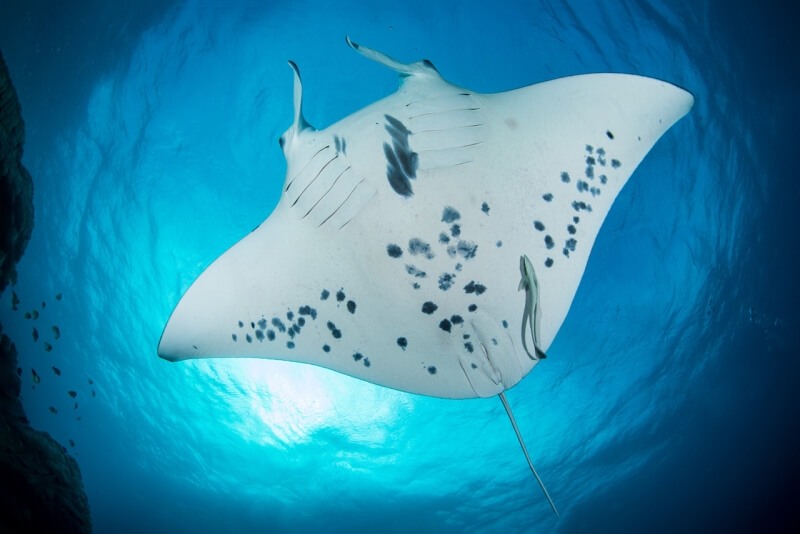 canada-experience-bora-bora-manta©Eleuthera