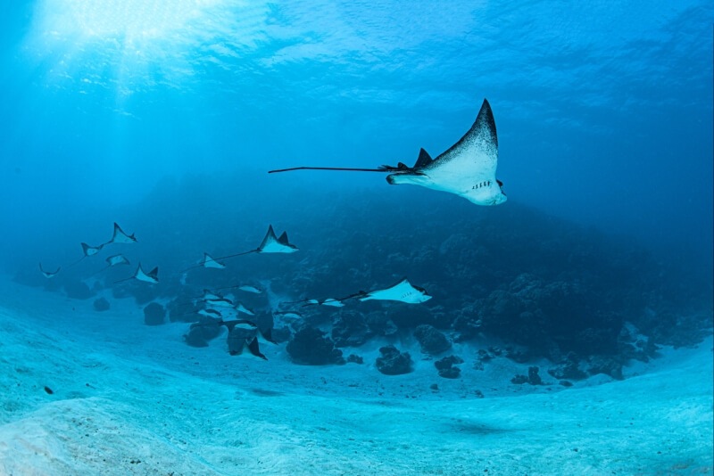 canada-experience-bora-bora-manta-Eleuthera