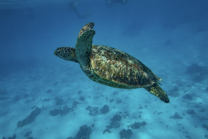 canada-experience-moorea-turtle-Captain-Taina