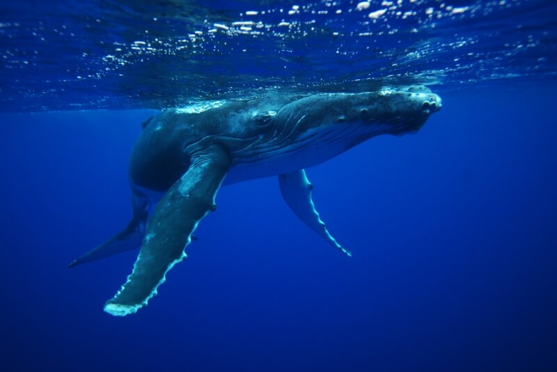 canada-experience-papeete-whale-underwater-Fluid-Tahiti