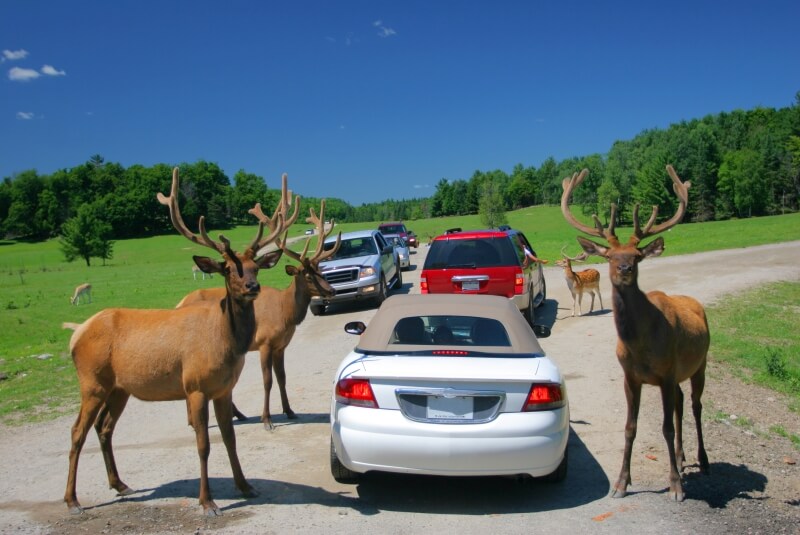 canada-experience-card-Omega-Park