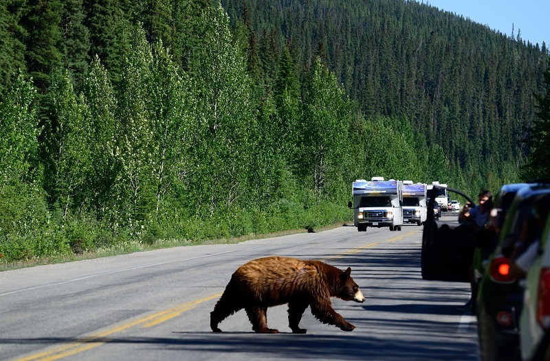 viaggio-in-camper-orso