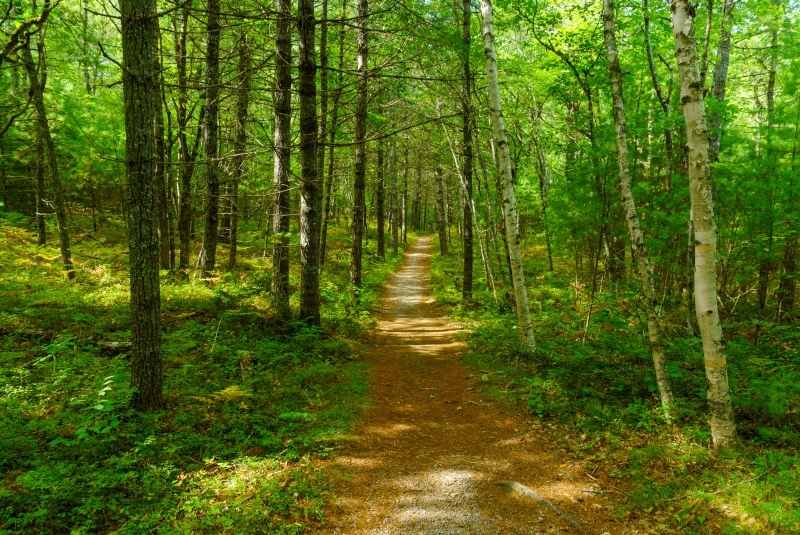 canada-experience-Kejimkujik-NP-sentiero-foresta