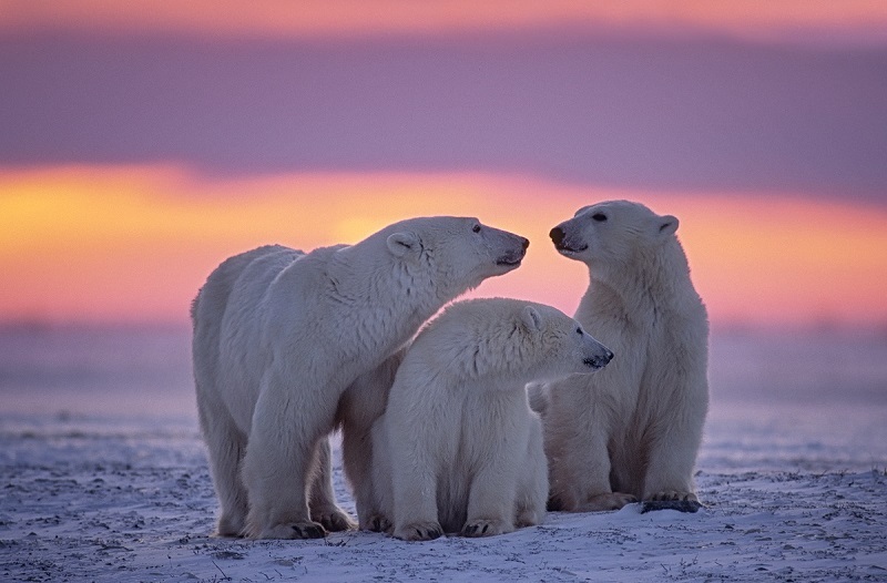 Polar,Bear,Family,In,Canadian,Arctic,Sunset.