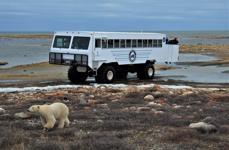 canada-experience-Tundra-Buggy-avvistamento-orso-polare-featured