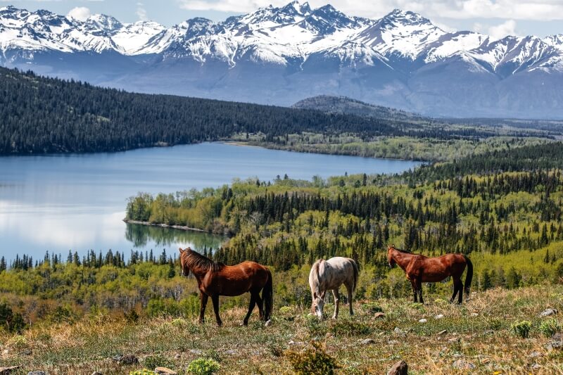 canada-experience-Williams-Lake-cavalli-vista-lago-featured