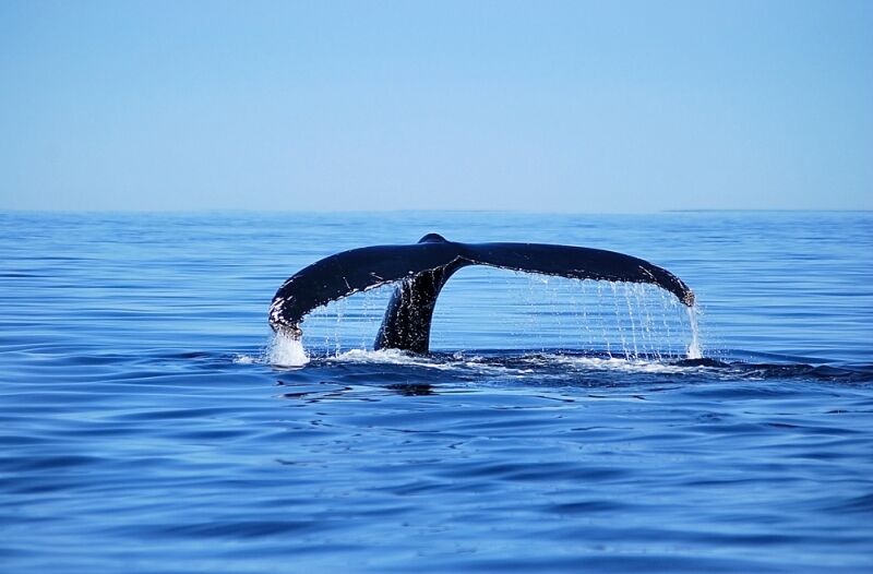 canada-experience-balena-coda-natura-canadese-featured