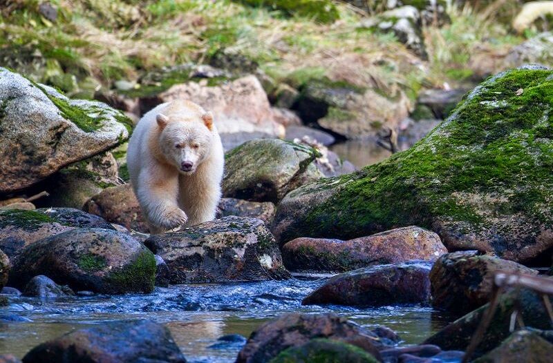 orso-spirito-british-columbia