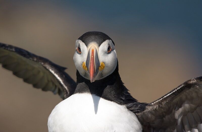 puffin-costa-atlantica-canada