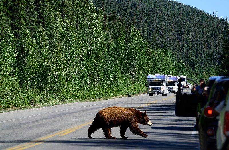 viaggio-in-camper-orso