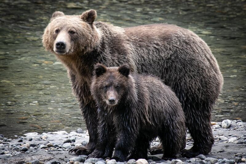 canada-experience-Klahoose-grizzly-con-cucciolo-Toba-Inlet-credit-Rick-Graham