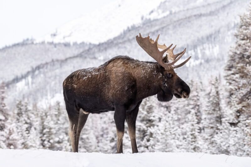 canada-experience-alce-neve-foresta