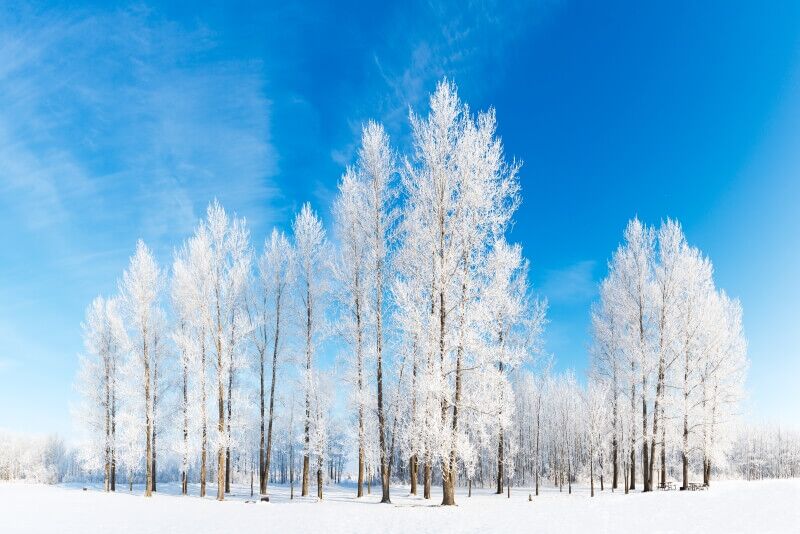 canada-experience-radura-alberi-con-neve