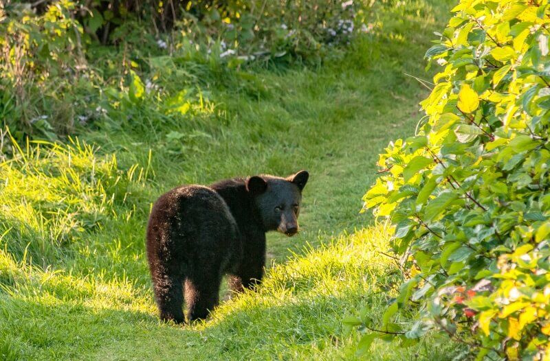 canada-experience-orso-tour-classico-est-featured