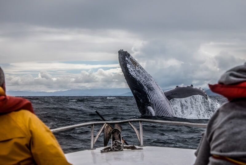 canada-experience-card-whalewatching-Baie-Ste-Catherine