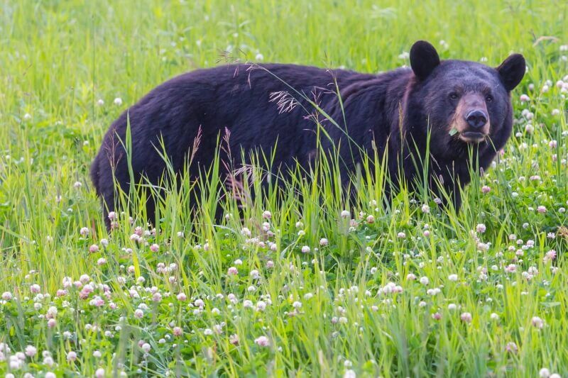 canada-experience-British-Columbia-orso-nero-prateria-featured